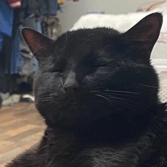 Meet your Posher, Chloe - Picture 5 of 6